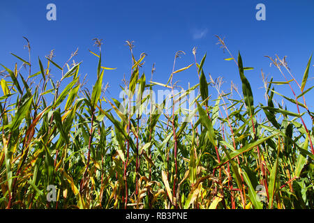 Campo di mais closeup con il verde delle foglie e stocchi rosso contro un cielo blu sulla giornata di sole. Foto scattata da un angolo inferiore vedendo verso l'alto. Foto Stock