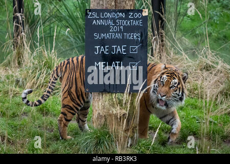 Animale annuale constatazione allo Zoo di Londra inizia a. Esso prende quasi una settimana per completare come più di 700 diverse specie sono contati. Foto Stock