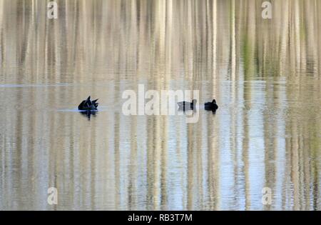 Tre Piccole anatre Foto Stock