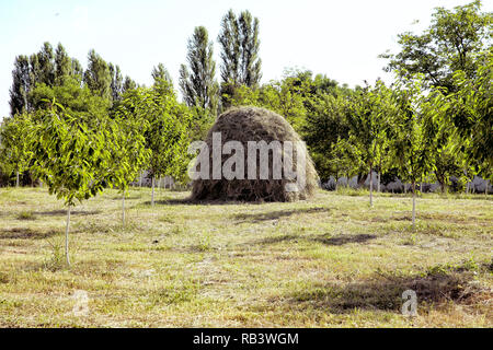Punto di vista su un paesaggio del monte Bobija, colline, haystacks, prati e alberi colorati . Close-up di un unico grande pagliaio vicino bosco verde nella stagione estiva. - Immagine Foto Stock