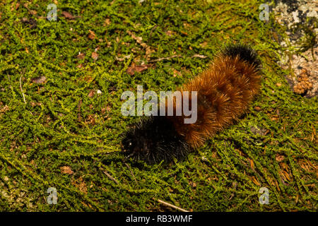 Nastrare lanosi Bear Caterpillar (Pyrrharctia isabella) Foto Stock