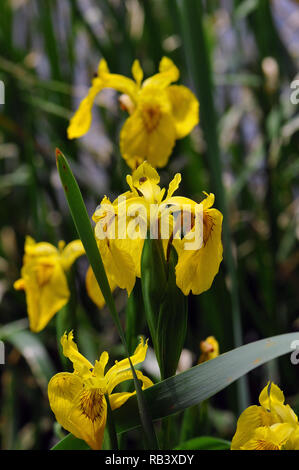 Bandiera gialla, Iris giallo, bandiera acqua, Sumpf-Schwertlilie, Gelbe Schwertlilie oder Wasser-Schwertlilie, Iris des marais, Iris pseudacorus, Ungheria Foto Stock