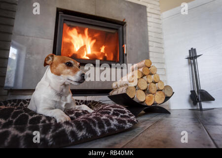Jack Russel terrier di dormire su un tappeto bianco vicino al fuoco che arde nel caminetto. Cane di appoggio. Concetto di Hygge Foto Stock