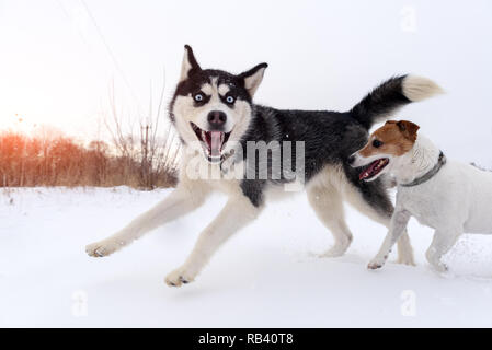 Siberian Husky e jack russel terrier Cani giocando sul campo d'inverno. Felice puppys nella neve soffice. Fotografia degli animali Foto Stock