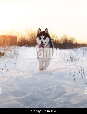 Siberian Husky cane a giocare sul campo d'inverno. Happy puppy in soffice neve. Fotografia degli animali Foto Stock