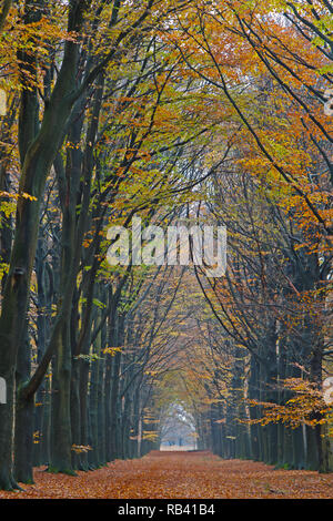 Lungo il percorso rettilineo attraverso una foresta di faggio, gli alberi in autunno colori, principalmente giallo e foglie d'arancio Foto Stock