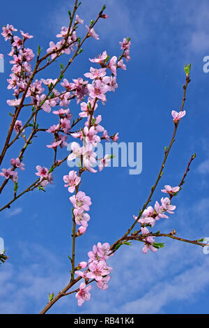 Pesco rami coperti da fiori di rosa contro il cielo blu sullo sfondo Foto Stock