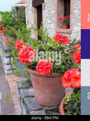 Coral pelargonium nel vaso in terracotta tavolozza. Colore trend dell'anno 2019. Colori migliori matching corallo. Foto Stock