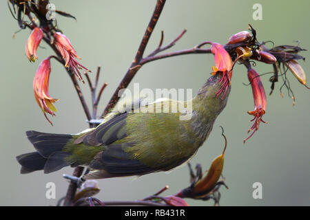 Una nuova zelanda bellbird (Anthornis melanura) alimentazione su Nectar. Foto Stock