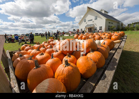 Una mostra di zucche al Peck and Bushel Organic Orchard and Barn a Colgate, Wisconsin nel mese di settembre Foto Stock