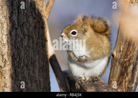 American scoiattolo rosso (Tamiasciurus hudsonicus) in inverno Foto Stock