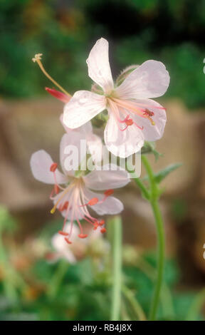 PRIMA PIANURA DI FIORI DI GERANIUM MACRORRHIZUM (CONOSCIUTO COME GERANIO A RADICE GRANDE O CRANECINO E GERANIO RESISTENTE) Foto Stock