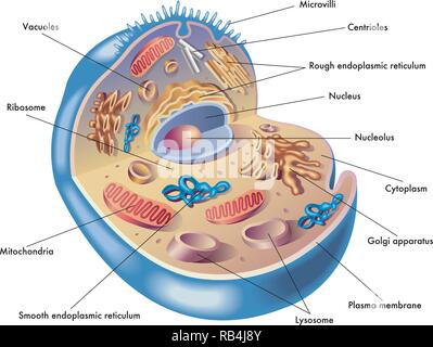 Illustrazione medica di elementi della cellula umana Illustrazione Vettoriale