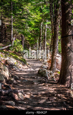 Una splendida vista della foresta nel parco nazionale di Acadia, Maine Foto Stock