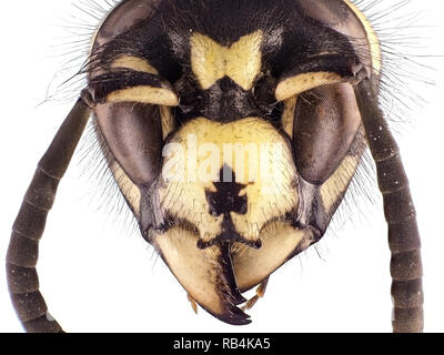 Extreme macro shot (micrografia) di una vespa (Vespula sp.) testa Foto Stock