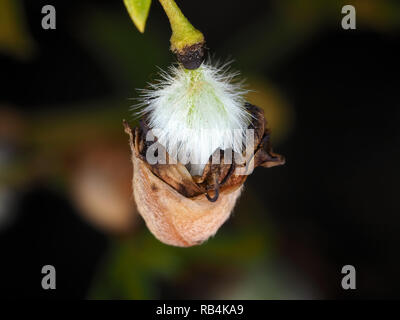 Frutto del creosoto bush (Larrea Purshia) close-up Foto Stock