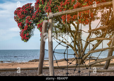 Un parco giochi in spiaggia con una splendida fioritura pohutukawa tree e il mare in background Foto Stock