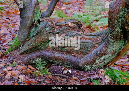 Vecchio albero nodose in inverno bosco, Norfolk, Inghilterra Foto Stock