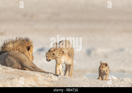 Il waterhole nelle vicinanze e offre pasti per l'orgoglio dei leoni. La Namibia, AFRICA: QUESTO MISCHIVIOUS LION CUB non può attendere di essere re come egli combatte con la sua t Foto Stock