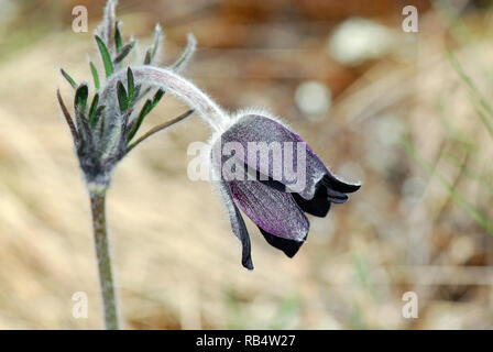 Fiore piccolo fiore pasque nei Monti Velence in Ungheria. Pulsatilla pratensis subsp. Nigricans, Wiesen-Kuhschelle, fekete kökörcsin Foto Stock