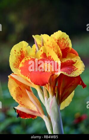 Gocce di rugiada su un giallo e rosso canna fiore di giglio nella luce del mattino Foto Stock