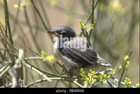 Sylvia melanocephala. Trillo sardo. Pulcino. Specie mediterranea. Il birdwatching. Malaga, Spagna. Insettivori brids. Piumaggio grigio. Occhio rossastro rin Foto Stock