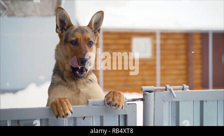 Cane tedesco con un divertente di espressione del viso. Divertente la museruola al pastore tedesco. Pastore Tedesco si erge sulle zampe posteriori e guarda. Fluffy pastore tedesco cane in piedi sulle zampe posteriori contro Foto Stock