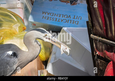 I Paesi Bassi, Amsterdam, con il mercato Albert Cuyp. Airone cenerino pezzo di catture di pesce dal mercato in stallo. Foto Stock