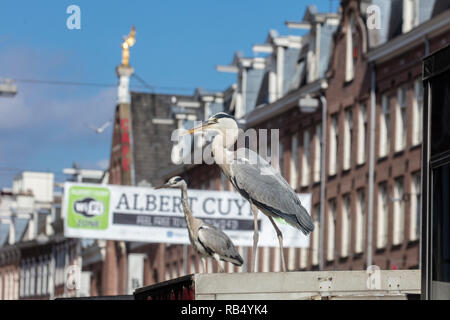 I Paesi Bassi, Amsterdam, con il mercato Albert Cuyp. Aironi blu. Foto Stock