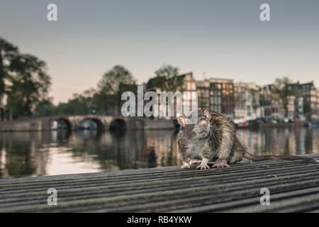 I Paesi Bassi, Amsterdam, Marrone di ratto (Rattus norvegicus) sul molo nel fiume Amstel. Foto Stock