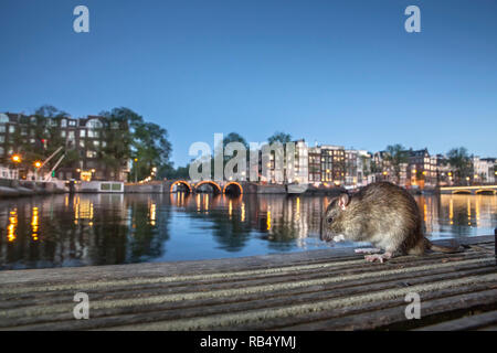 I Paesi Bassi, Amsterdam, Marrone di ratto (Rattus norvegicus) sul molo nel fiume Amstel. Foto Stock