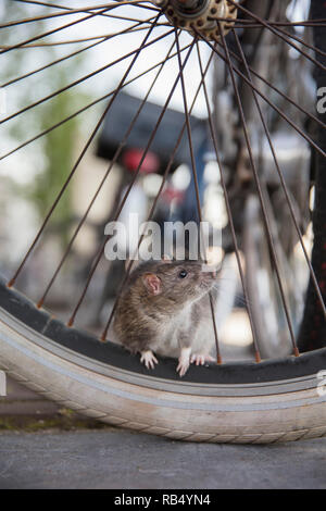 I Paesi Bassi, Amsterdam, Marrone di ratto (Rattus norvegicus) sulla bicicletta. Foto Stock