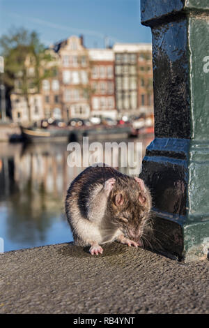 I Paesi Bassi, Amsterdam, Marrone di ratto (Rattus norvegicus) vicino al fiume Amstel. Foto Stock