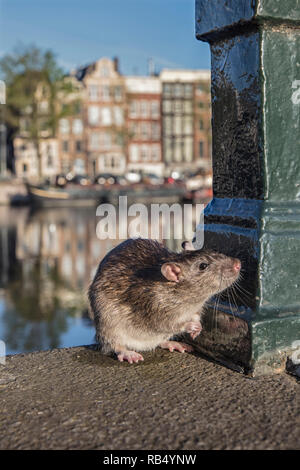 I Paesi Bassi, Amsterdam, Marrone di ratto (Rattus norvegicus) vicino al fiume Amstel. Foto Stock