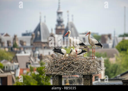 I Paesi Bassi, Amsterdam, Plantage Muidergracht. Cicogne sul nido. Foto Stock