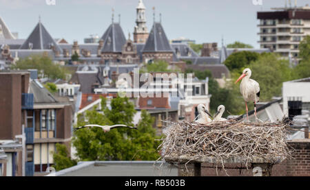 I Paesi Bassi, Amsterdam, Plantage Muidergracht. Cicogne sul nido. Foto Stock