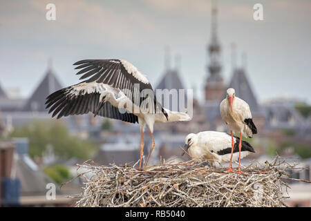 I Paesi Bassi, Amsterdam, Plantage Muidergracht. Cicogne sul nido. Foto Stock