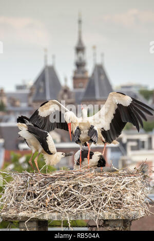 I Paesi Bassi, Amsterdam, Plantage Muidergracht. Cicogne sul nido. Foto Stock