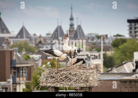 I Paesi Bassi, Amsterdam, Plantage Muidergracht. Cicogne sul nido. Foto Stock