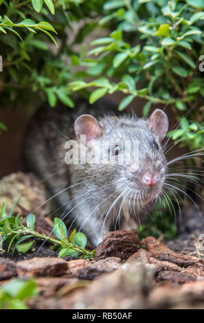 I Paesi Bassi, Amsterdam, Marrone di ratto (Rattus norvegicus) vicino casa in giardino. Foto Stock