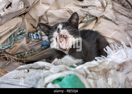 I Paesi Bassi, Amsterdam, i gatti randagi che vivono in società di riciclaggio. Gattino. Foto Stock