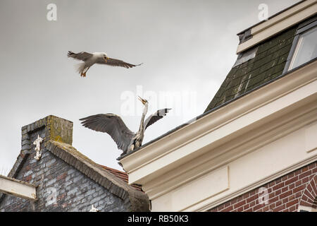 I Paesi Bassi, Amsterdam, con il mercato Albert Cuyp. Airone cenerino combattimenti con il gabbiano. Foto Stock