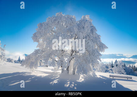 Una struttura completamente ricoperta in bianco della neve nella regione di Salisburgo Austria. Foto Stock