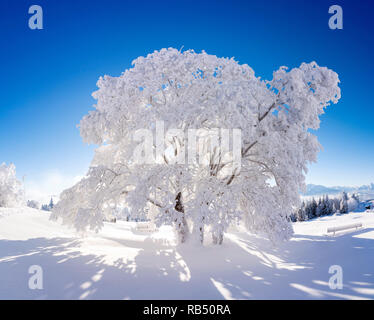 Una struttura completamente ricoperta in bianco della neve nella regione di Salisburgo Austria. Foto Stock