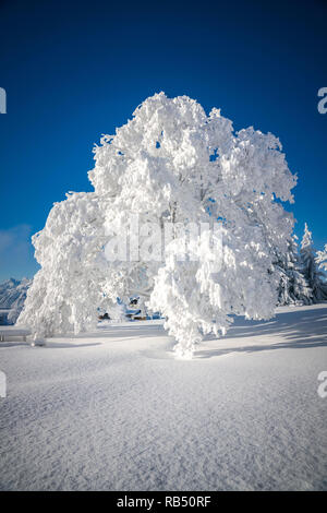 Una struttura completamente ricoperta in bianco della neve nella regione di Salisburgo Austria. Foto Stock