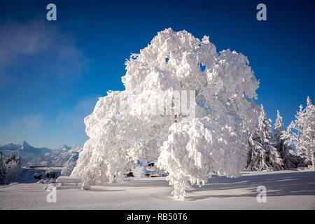 Una struttura completamente ricoperta in bianco della neve nella regione di Salisburgo Austria. Foto Stock