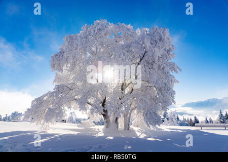 Una struttura completamente ricoperta in bianco della neve nella regione di Salisburgo Austria. Foto Stock