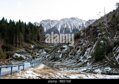 Tempesta Vaia effetti sugli alberi Foto Stock