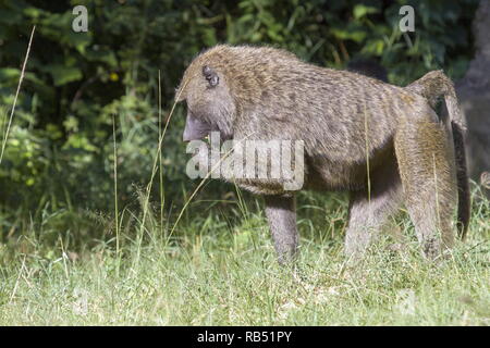 babbuino di olive maschio che visitava il campo insieme alla sua truppa per rubare cibo. Foto Stock