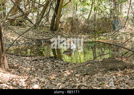 Cane di balneazione in uno stagno nella foresta Foto Stock